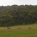Kangaroos-2.jpg