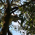 Koala-2.jpg