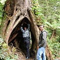 rainforest - big tree.JPG