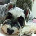 超級狗模特兒，能找到比她可愛的嘛！？(08/08/09)