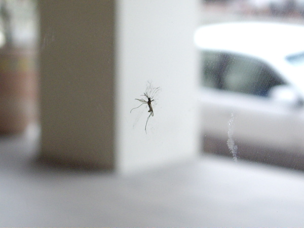 玻璃上有一隻壓扁的蚊子..兇手是誰？