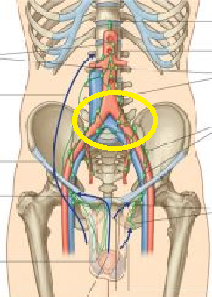 pelvic vessel