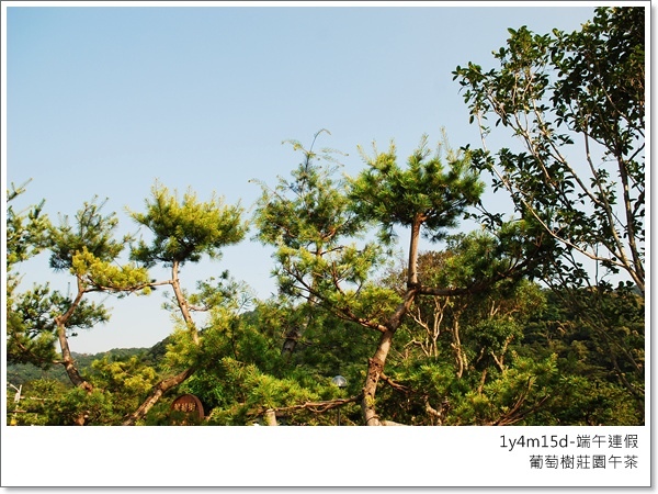 藍天下，我們在葡萄樹莊園