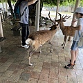 奈良餵鹿-奈良公園