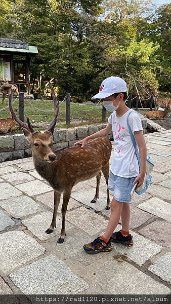 奈良餵鹿-東大寺