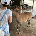 奈良餵鹿-奈良公園