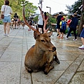 奈良餵鹿-東大寺