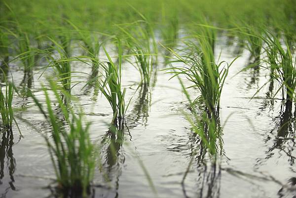 天氣很不好,到了伯朗大道卻碰到下雨