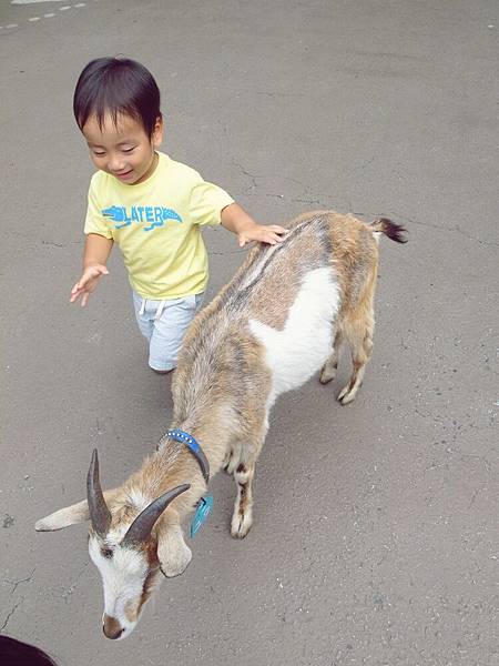 帶小孩去的一定要去上野動物園的小小動物園,很多小孩超愛的體驗