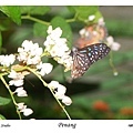 35. Penang Butterfly Farm