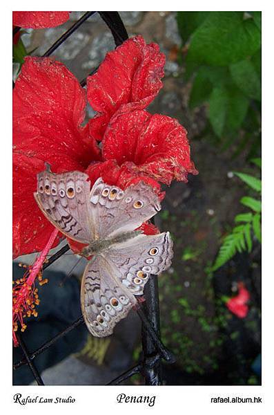 38. Penang Butterfly Farm