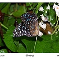 47. Penang Butterfly Farm