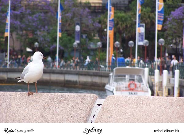 131. Circular Quay