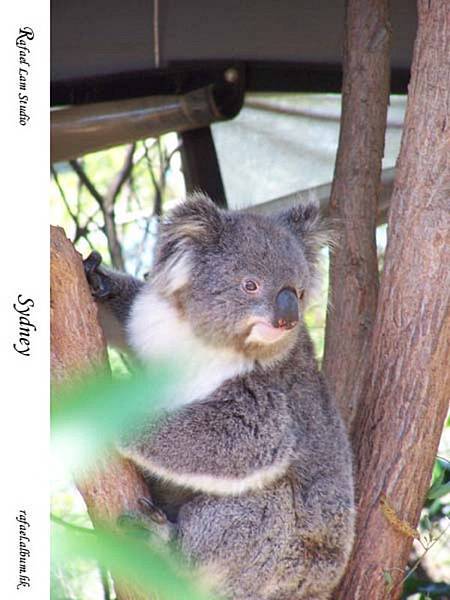 201. Taronga Zoo