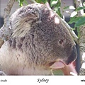 211. Koala