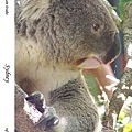 212. Koala