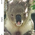 214. Koala