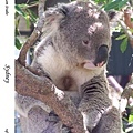 215. Koala