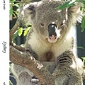 216. Koala