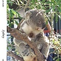 217. Koala
