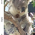 218. Koala