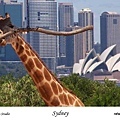 224. Taronga Zoo.jpg