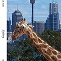 237. Taronga Zoo