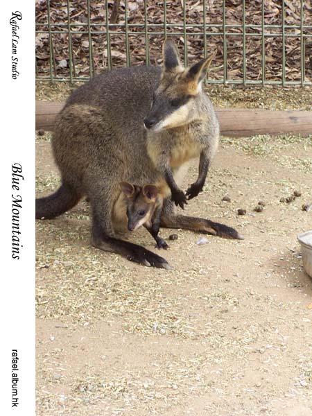 23. Featherdale Wildlife Park