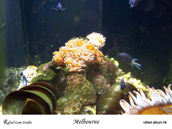 103. Melbourne Aquarium
