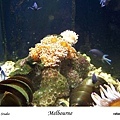 103. Melbourne Aquarium