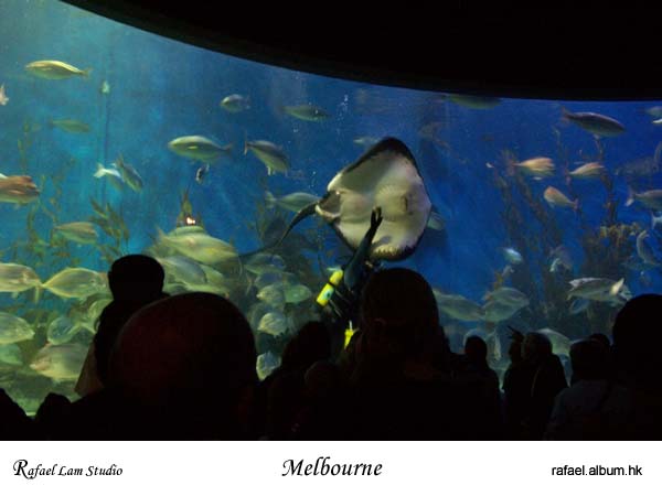 123. Melbourne Aquarium