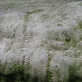 31.07.2007 Rotorua 31 Wai-O-Tapu.jpg