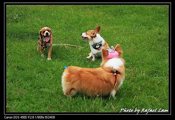 Sai Kung Cute Dog 05.jpg