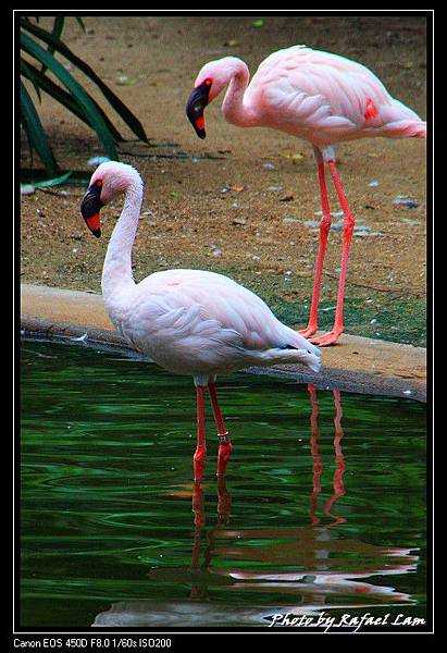 05_Greator Flamingo.jpg