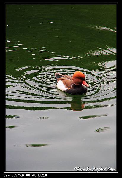 08_Kowloon Park.jpg