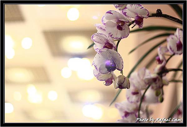 Orchid 09 (62).jpg