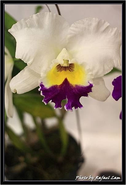 Orchid 09 (8).jpg