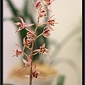 Orchid 09 (37).jpg