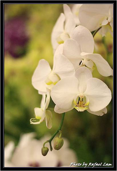 Orchid 09 (54).jpg