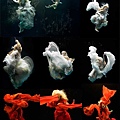 zena holloway 