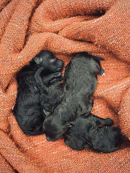 狗狗生產日記｜生產前兆、過程、後續照顧紀錄