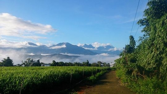 暮雲春樹