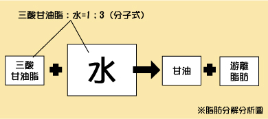 水與脂肪代謝.jpg