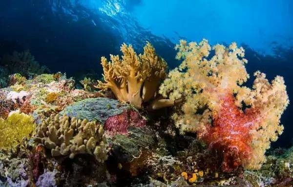 帛琉▲絕佳的海底景觀