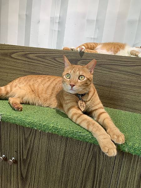 【新店貓咪咖啡】擁有幾十隻貓的「貓谷」—享受成為貓咪富翁的感