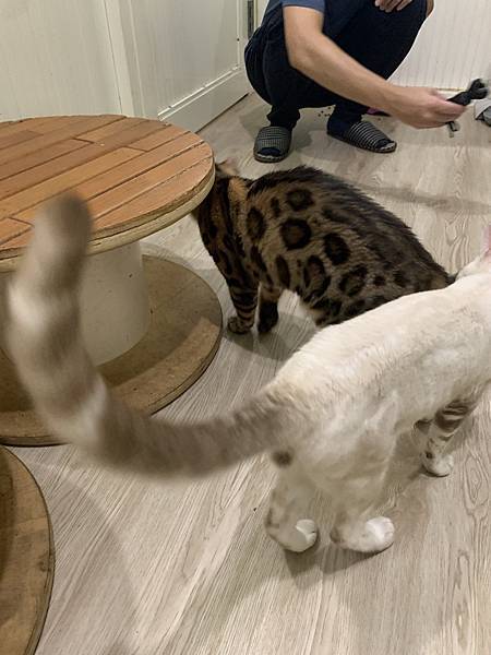 【宜蘭貓咪咖啡】菓子・貓：有活潑的豹貓們和愛玩的賓士貓，好像