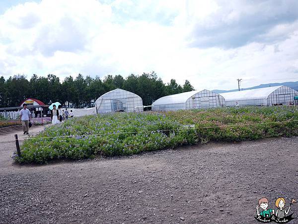 登別格蘭登飯店早餐(GRAND)&富良野鄉土風味餐哈密瓜吃到飽&四季彩之丘花海