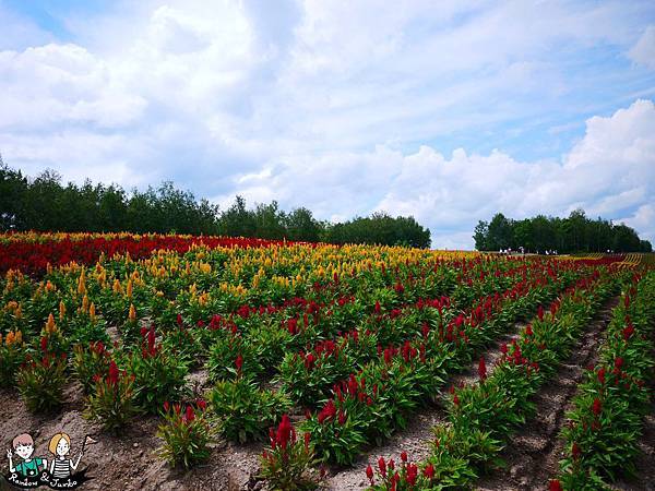 2015日本北海道之旅｜格蘭登飯店早餐&哈密瓜吃到飽&北海道