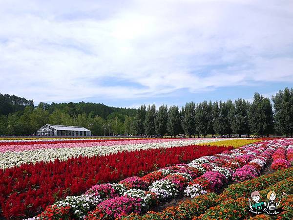 富良野花田