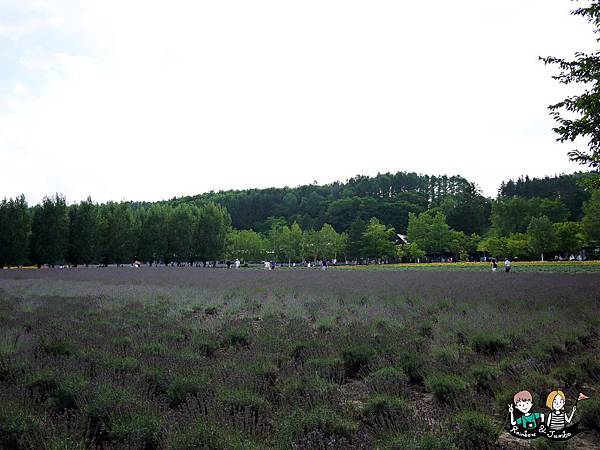 2015日本北海道之旅｜富良野花田~薰衣草王國來啦｜北海道富